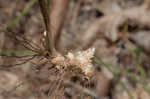 Great plains flatsedge